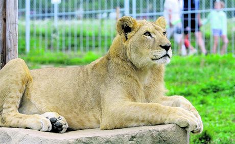 V Zoo Tábor-Vtrovy si mete prohlédnout napíklad lva pustinného.
