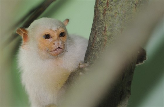 Plzeská zoo chová pár kosman stíbitých.