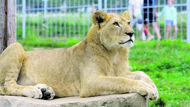 V Zoo Tbor-Vtrovy si mete prohldnout napklad lva pustinnho.