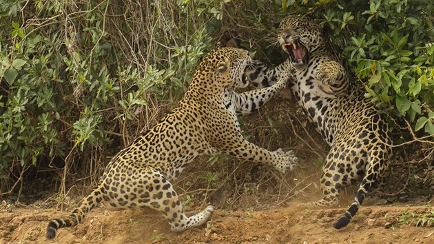 Ocenn snmky ze soute Wildlife Photographer of the Year, zaloen v roce 1964, jsou kadoron mezinrodn pehldkou tch nejlepch fotografi z voln prody v reii BBC Worldwide a Prodopisnho muzea (Natural History Museum) v Londn. Sout se v 18 kategorich, 49. ronk vybral z destek tisc zznam z celho svta. Vtzn snmky jsou v londnskm muzeu k vidn do 23. bezna 2014. 
Vtzem jedn z kategori je snmek zachycujc okamik trvajc snad ti vteiny, na zbr pitom autor ekal nkolik hodin na horkm slunci. Schovan v lodi u behu eky Three Brothers v brazilsk pnvi Pantanal poslouchal hlasit zvuky doprovzejc nmluvy a pen jagur, a se konen jagui samice la napt k vod. Vzpt ji nsledoval samec, po kterm se nevhala ohnat. Dvojice pak zmizela v podrostu a pokraovala v nmluvch.