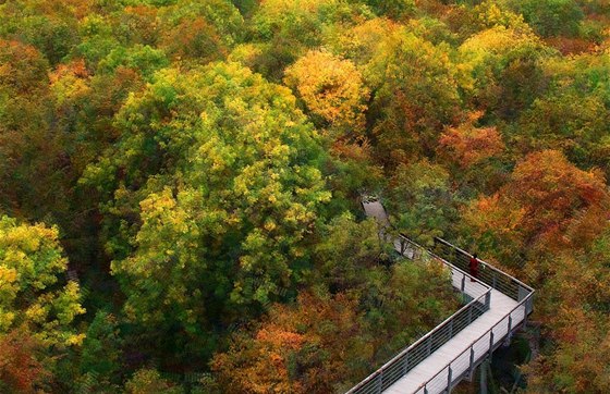 Národní park Hainich, stezka v korunách strom (podzim)