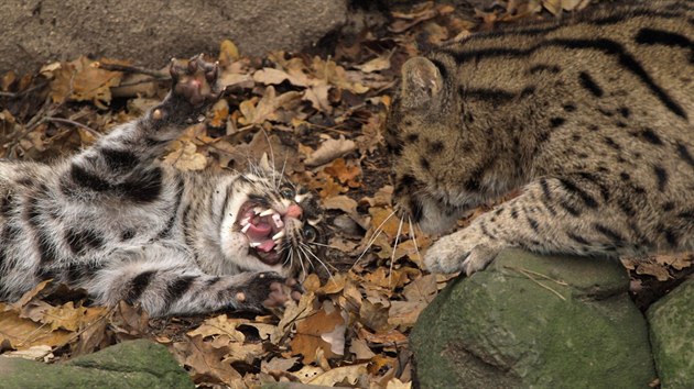 Dnsk zoo zskala nov pr koek rybskch. Dvouletou samici ze vdska a zhruba stejn starho samce z Francie.