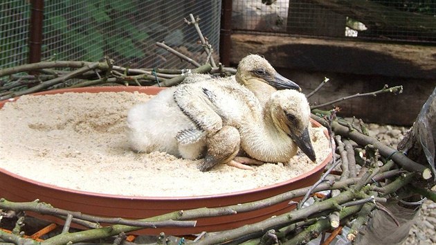 Ne se ap sourozenci sthovali k novm rodinm, byli njak as tak v pi plzeskch ornitolog na zchrann stanici v Doubravce. Takhle vypadali 21. kvtna 2009.