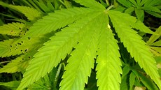 Rostlinky konopí na veletrhu Cannafest ani náhodou nenajdete, maximum informací... Rostlinky konopí na veletrhu Cannafest ani náhodou nenajdete, maximum informací...