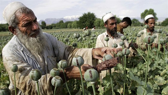 Stanou se afghánská maková pole zastaralou technologií? 