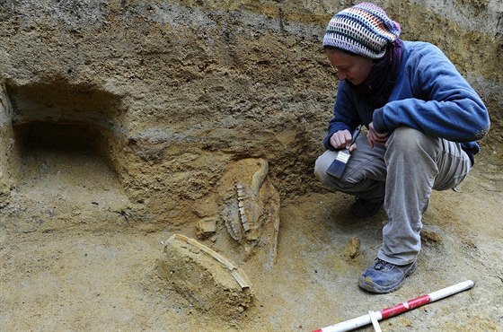 Archeologové objevili v uplynulých dnech v Brn-Obanech zachovalou lebku...