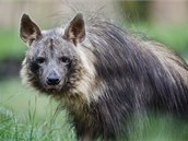 Do Zoo se vrací Afrianka, samice hyeny abrakové