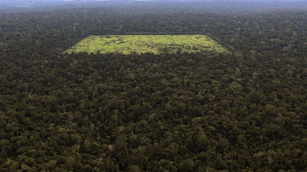 Pohled na vykcen prostranstv amazonskho tropickho detnho pralesa. Vymcen prostranstv bvaj pouvan napklad pro chov dobytka. (20. dubna 2013)