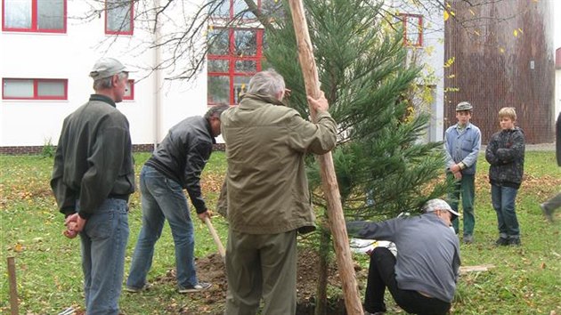 Je to zvltn dar, kter v Okkch na Tebsku nejprve vyvolal rozshlou diskusi. Ivo Machaka z Pardubic vnoval rodnmu mstysu jedenctilet strom sekvojovce obrovskho. Prost proto, e je vnivm pstitelem tto zvltn deviny a protoe m Okky moc rd. Jene sekvoj se dorst obch rozmr.