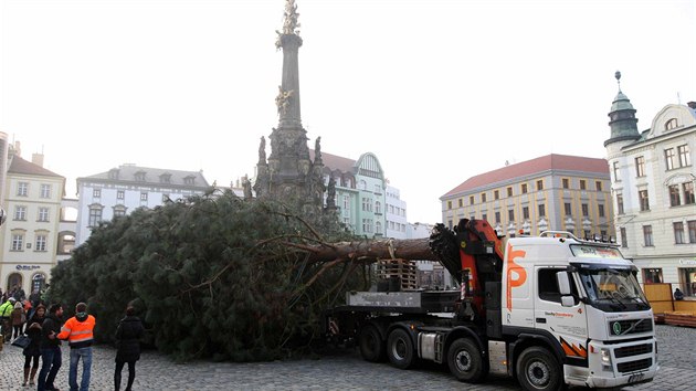 Pevoz olomouckho vnonho stromu pes centrum msta na Horn nmst. Jde o dvaadvacet metr vysokou borovici tkou vc zhruba sedm tun.