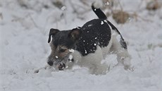 První vtí letoní nadílka snhu zasypala nejvyí polohy umavy. Na snímku si...