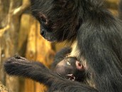 U chápanů se také radují z nového přírůstku: samice Tatula 16. října porodila