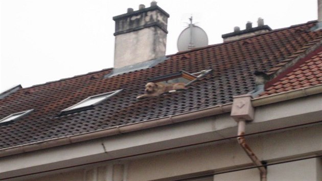 Pes vylezl stenm oknem a prochzel se po stee jednoho z hradeckch nkolikapodlanch dom.