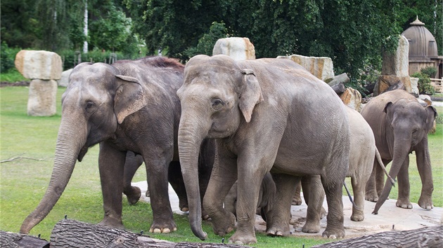 V souasnosti obývá Údolí slon nejvtí stádo v esku.