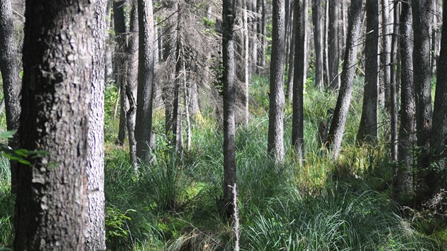 Lun les u jezera Ljadskoje v blorusk sti Blovskho pralesa