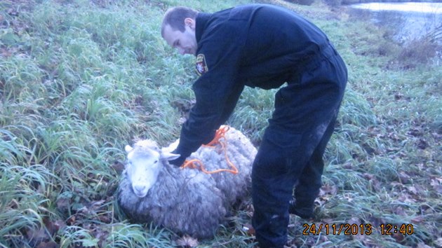 Zmaten ovce nemohla ven z Labe v Hradci Krlov, strnk ji  vythl (24.11.2013).