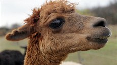 Lama 1 Lama 1