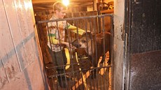 Sthování tapíice Zuzanky z jihlavské zoo probhlo hladce (23. listopadu 2013)