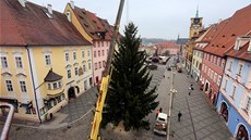 Cheb pipravuje vánoní trhy. Stromy bude mít ti, tento je z Libavského údolí.