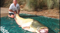 Téměř stokilový sumec bojoval o život půl hodiny. Téměř stokilový sumec bojoval o život půl hodiny.