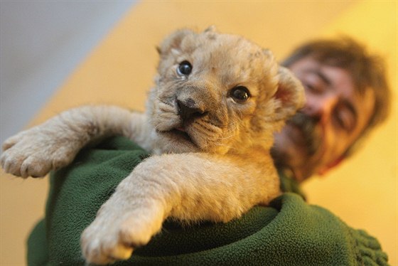 Jméno pro lvíe vyberou návtvníci zoo.