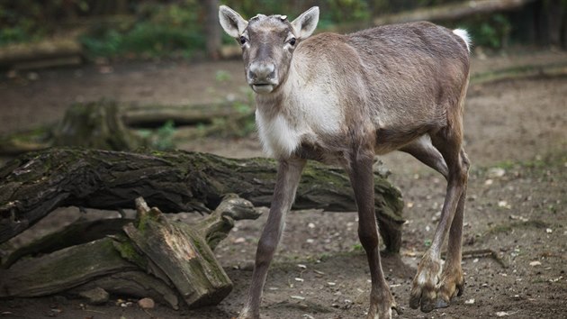 Do prask zoo picestovala sam mlad zvata, chovatel doufaj v spn odchov mlat.