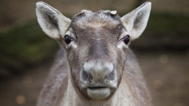 Sob karelsk, nov prstek Zoo Praha.