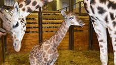 Jubilejní 250. mládě žirafy v zoo ve Dvoře Králové. Jubilejní 250. mládě žirafy v zoo ve Dvoře Králové.