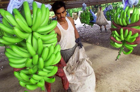Kostarika hlásí útok kdc, kteí nií úrodu banán.