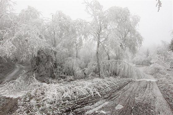 Hasii na Vysoin od stedy zasahovali u více ne dvou desítek padlých strom.