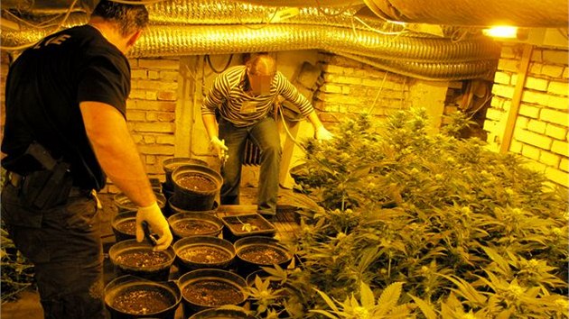 Ve sklep komernho objektu v Sokolov objevili policist pstrnu marihuany. Celkem zajistili 168 rostlin.