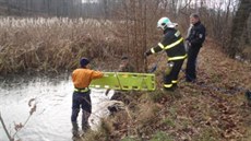 Kíenec zoufale ekal na záchranu uprosted ásten zmrzlého rybníka.