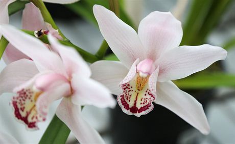 Nvtvnky do sklenk vb tropick rostlinstvo, napklad orchideje. (27....