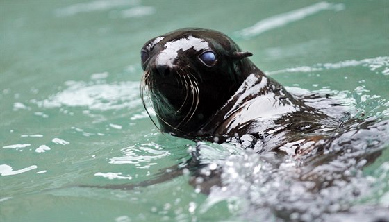 Do brnnské zoo picestovali ti lachtani medvdí. (20. prosince 2013)