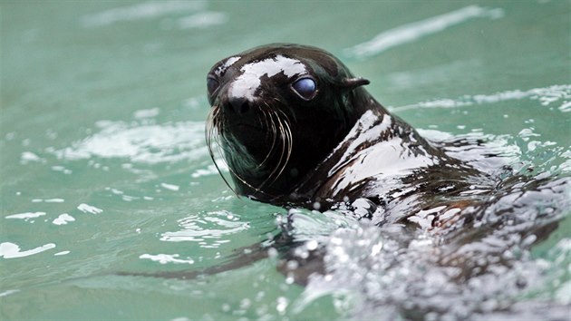 Do brnnsk zoo picestovali ti lachtani medvd. (20. prosince 2013)