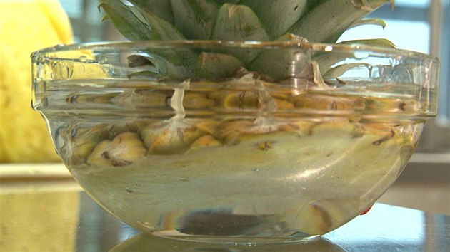 Z odkrojen listov rice lze vypstovat rostlinku ananansu; sta ji ponoit do vody, aby pustila konky.