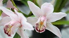 Návtvníky do skleník vábí tropické rostlinstvo, napíklad orchideje. (27....