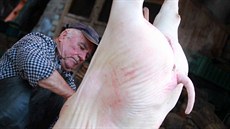 Hustopečtí vinaři se sešli k tradiční zabijačce už po sedmé. Letos mělo prase... Hustopečtí vinaři se sešli k tradiční zabijačce už po sedmé. Letos mělo prase...