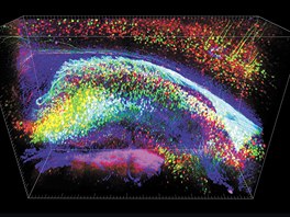Mapy aktivity neuron v mozku, který byl uinn prhledným podle letos...