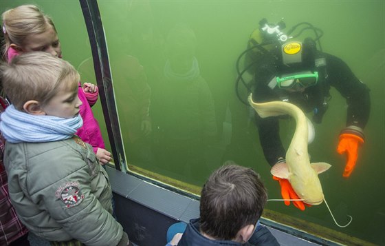 Sledovat setkání potápe Vladimíra Pibyla s rybami je v podvodním tunelu v...