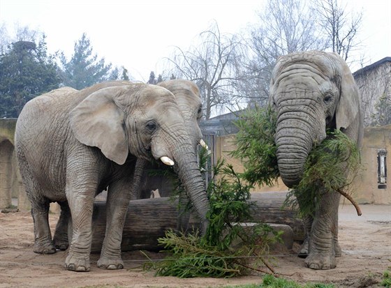 Sloni Saly, Umbu a Kito si v dvorské zoo pochutnávají na vánoních stromcích (leden 2014).