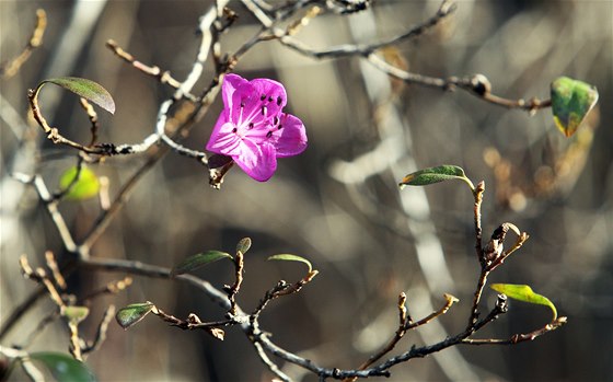 V botanické zahrad v Novém Dvoe na Opavsku kvete napíklad jasmín malokvtý,...
