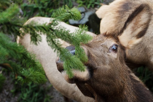 Stromky makují i jelenm wapiti.