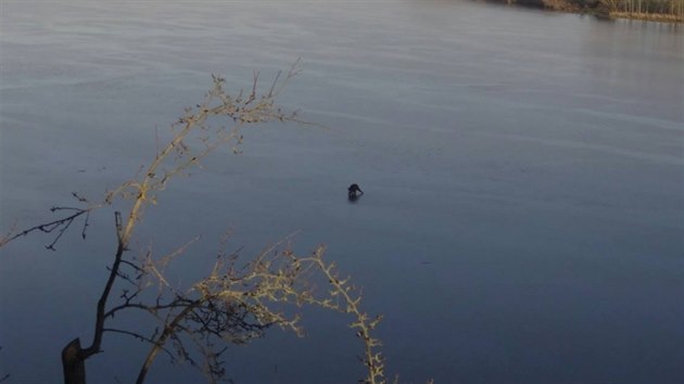 Strnci na Plzesku zachraovali vydenho divoka, kter se nemohl dostat z ledu.