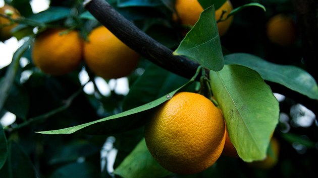 Josef Boukal z Hradce Krlov je uznvanm pstitelem citrus i jablek.