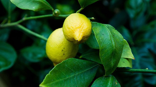 Josef Boukal z Hradce Krlov je uznvanm pstitelem citrus i jablek.