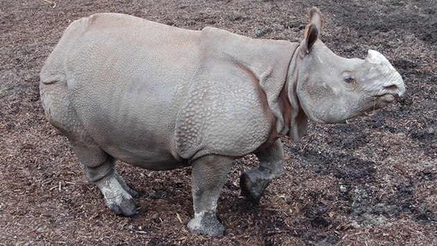 Skoro sedmilet samice nosoroce indickho Manjula ek sv prvn mld.