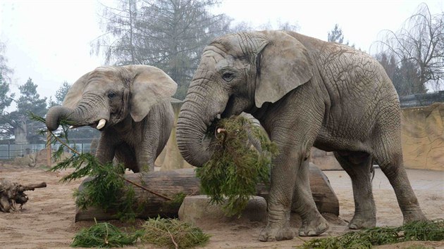 Sloni Saly, Umbu a Kito si v dvorsk zoo pochutnali na vnonch smrcch. Pak si dali psenou koupel.