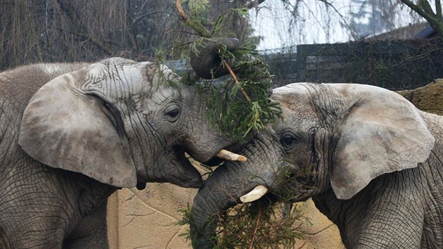 Sloni Saly, Umbu a Kito si v dvorsk zoo pochutnali na vnonch smrcch. Pak si dali psenou koupel.