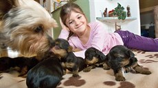 O pět štěňat jorkšírského teriéra se stará rodina Růžičkových ve Včelné u... O pět štěňat jorkšírského teriéra se stará rodina Růžičkových ve Včelné u...